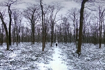 Sans titre-1 Bois de Boulaine