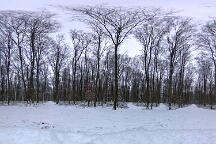Sans titre-2 Bois de Boulaine