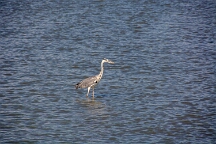 DSC_0097 Camargue, Hérons