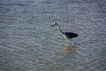 DSC_0099 Camargue