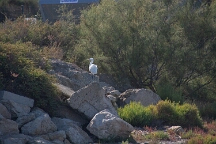 DSC_0109 Camargue