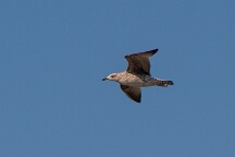 DSC_0118 Camargue