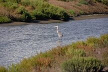 DSC_0121 Camargue