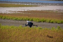 DSC_0139 Camargue