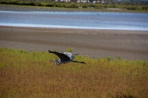 DSC_0142 Camargue