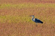 DSC_0145 Camargue