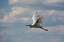 DSC_0160 Camargue