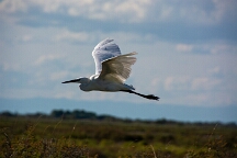 DSC_0163 Camargue