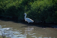 DSC_0172 Camargue