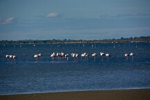DSC_0184 Camargue, Flamants roses