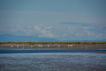 DSC_0196 Camargue, Flamants roses