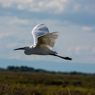 CAMARGUE - PYRENEES
